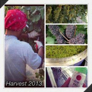 Harvest 2013